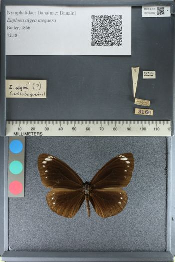 Media type: image;   Entomology 160982